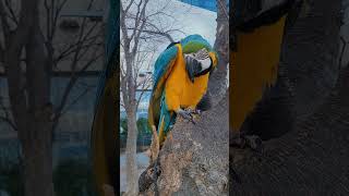 만세무새 루카 #shorts #청금강앵무새 #청금강