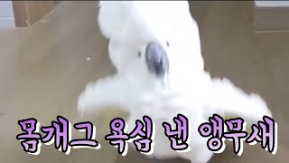 몸개그 욕심낸 앵무새 #웃긴동물영상