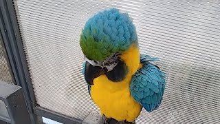 청금강앵무새 루카와 아침 산책