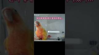동생이 생겼어요....#반려새 #반려조 #코뉴어앵무새
