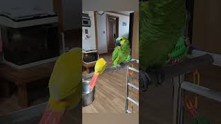 아마존앵무새/성장과정~