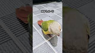 급똥 #앵무새 #급똥 #앵무새배변훈련 #파인애플코뉴어 …
