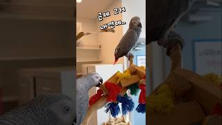 동생에게 장난감 사용법 가르쳐주는 앵무새  앵무새카페 …