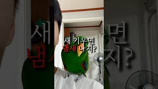 앵무새 키우면서 많이 듣는 질문중 하나 !#앵무새 #뉴…