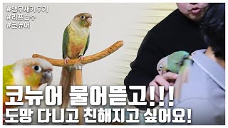 [리프승수가 간다!] 코뉴어 물어뜯고 도망 다니고 친해…