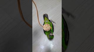 조용하고 사교적인 앵무새 쟈딘앵무 초롱이예요