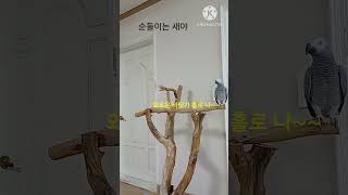 앵무새ㅡ순돌이는 사람아니고 새야