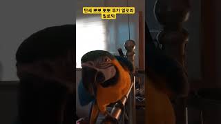 말하는 루카 #앵무새 #parrot #청금강 #청금강앵무새 #macaw #animal #동물 #마카우