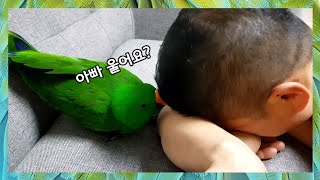 기분에따라 우는 아빠를 대하는 자세가 다른 루피 / 아…