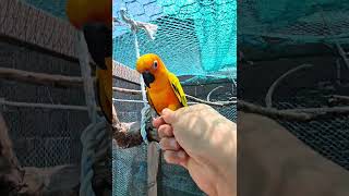 #썬코뉴어 #birds #parrot #pets #악수#연습없이#앵생처음#천재#앵무새