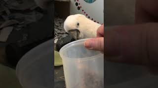 Cockatoo giving signs he's rea…