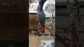 회색앵무새 지금은통화중