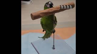 [앵그라운드/블리] 앵무새를 걷게 하는법!! #앵그라운…