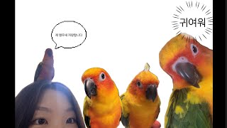  내 앵무새 자랑하기
