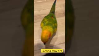 #rap #hiphop #cutebirds #sunconure #parrot #nini #pets #mypet #birds #힐링영상 #썬코뉴어