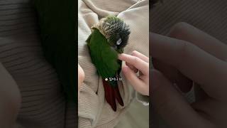 졸려 많이? 언제까지 잘 거야.. (자는 앵무새 호디)