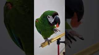 더운날엔  수박 한조각 #shorts