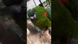 알았다와 아빠라고 말하는 앵무새