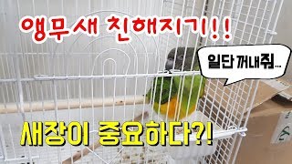 앵무새와 친해지기 새장편