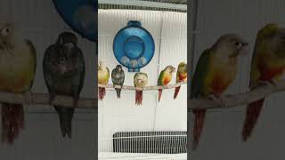 새장 적응 코뉴어 아성조들