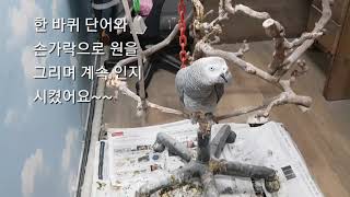 회색앵무새 다미 ''한바퀴 놀이''