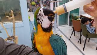 앵무새마을에 청금강 앵무 입양하러 가요~