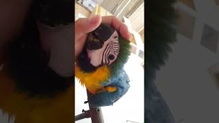 청금강 앵무새 이유식 먹고 터치하기