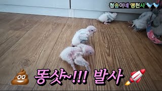 아기새 코뉴어 7마리와 출퇴근하는 엄마집사는 직장인~바뿌다 바빠