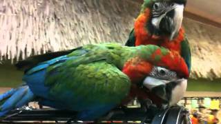 Jubilee and Harlequin macaws 2