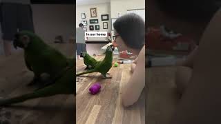 Hand-rearing ara Severus at ou…