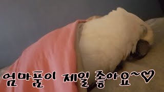 잠투정 하는 순둥이 앵무새 꿀잠 재우는 법♡