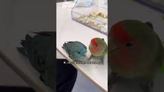 이루어질 수 없던 모란앵무와 빗창앵무