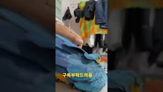 등 긁어줘서 기분좋은 루카 #shorts #청금강앵무새