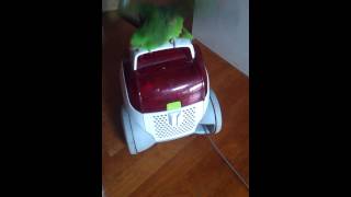 네입아마존(naped amazon parrot)