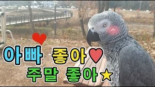 [수다쟁이 회색앵무 코코] EP25. 아빠랑 누나와 주…