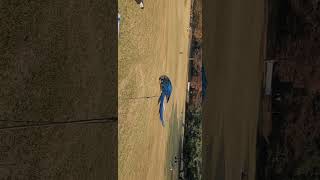 올림픽공원 잔디밭 새 한마리 청금강이란 이름으로 등장 …