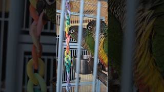 코뉴어앵무새#하랑이#하봉이#parrot