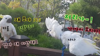 다롱이와 나나 처음 만나던날 추억이새록새록 코카투/유황…