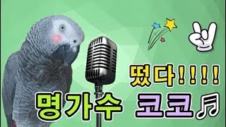 [수다쟁이 회색앵무 코코] EP24. 나는 가수다! (…