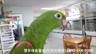 황모자아마존앵무새분양 Yellow crowned ama…