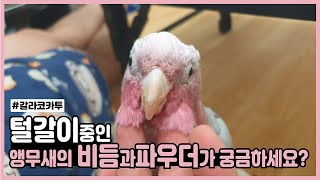 우리집 앵무새 갈라코카투 코뉴어 비듬 뿜뿜!