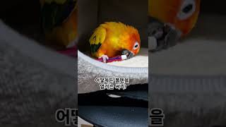 써니야 볼펜은 뚜껑을 열수 없어!  #썬코뉴어 #parrot #앵무새 #볼펜 #ball pen #뚜껑 #cap #열려는 #open up #써니