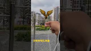청금강앵무새 루카 호출훈련