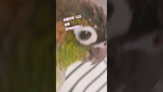 랄라가 간식을 원하는 정도 #앵무새 #랄라 #앵무새랄라…