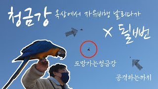 청금강 앵무새 옥상에서 첫 자유비행 까치공격에  날리다가 X될뻔..