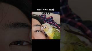 삐삐 안녕.. 무지개 다리 건넌 삐삐 #앵무새 #코뉴어 #앵무새사고