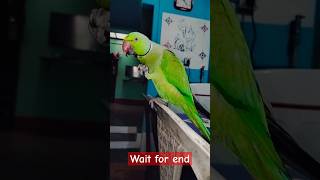 Grapes #bird #alexanderparrot  @ChuChuTV @toyorbabytv #birds #parrot #alexander #youtube #shorts