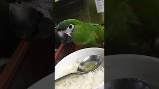 한스마카우 초롱이