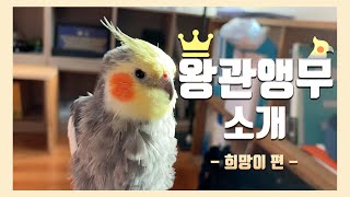 왕관앵무 소개 / 앵무새 추천 / 왕관앵무 키우기