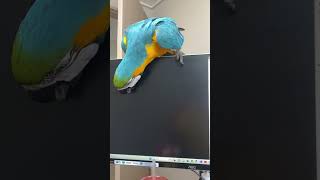 고양이같은 청금강/ 마우스를 잡아라 